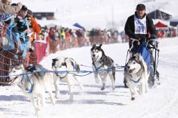 Lenk 2013